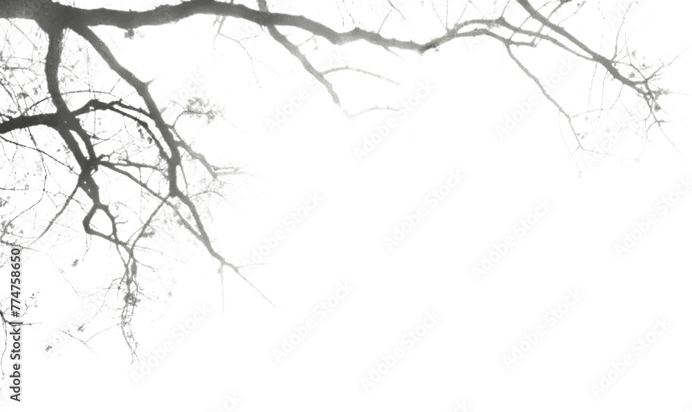 A detail of the dry branches from the tree. - obrazy, fototapety, plakaty 