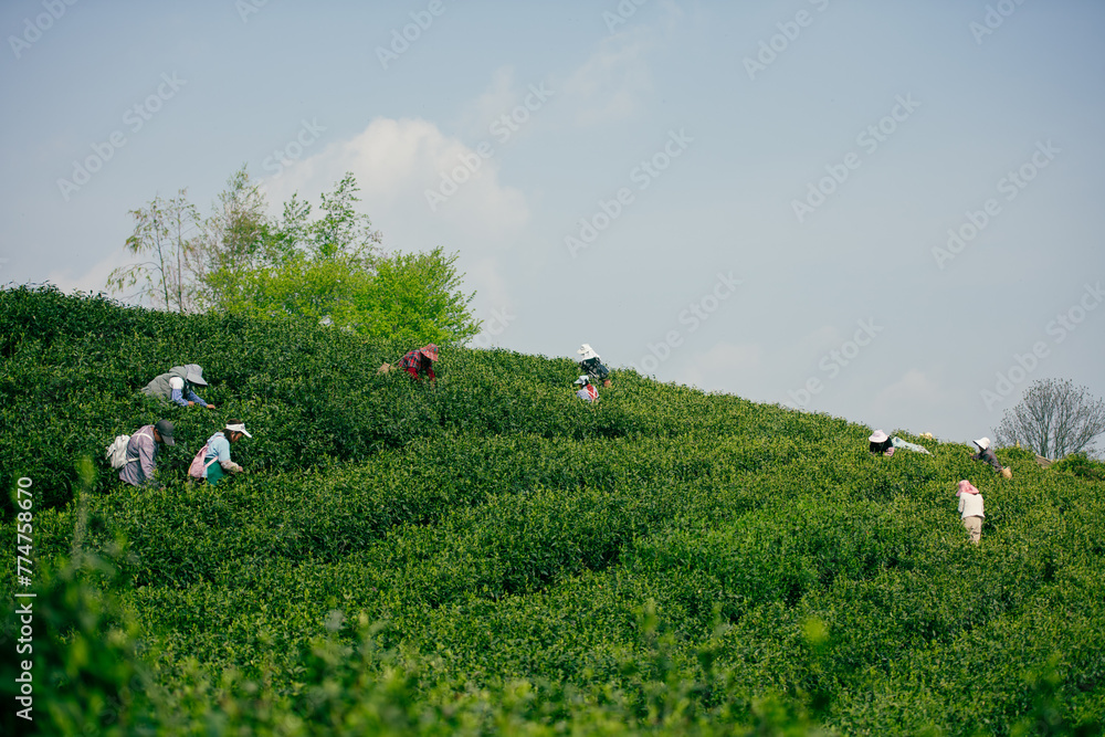 Naklejka premium tea plantation