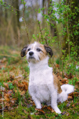 Ein kleiner Terrier Hund sitzt auf einer Wiese in der Natur. Frühling, beobachten.