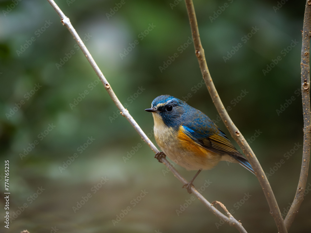 Obraz premium 枝に留まってのんびりしているルリビタキの雄