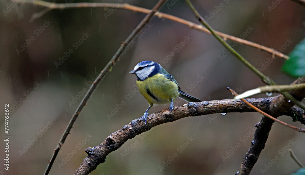 Blue tits perched in the rain Blue tits perched in the rain
