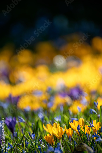 Shallow depth of field of Crocus flowers	