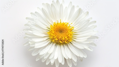 A close-up of a dandelion  with its white petals and yellow center  against a white background.