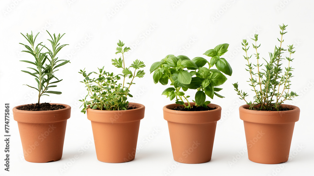 Four potted herbs on white background: rosemary, parsley, basil, thyme.