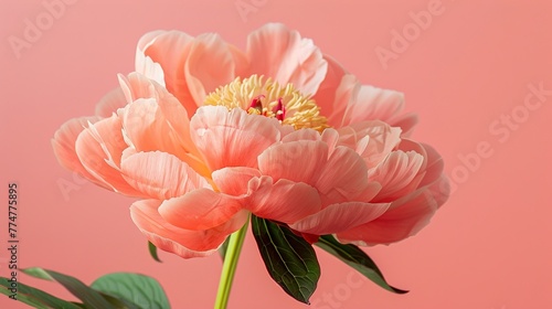 A close-up of a peony  with its pink petals and green stem  against a pink background.
