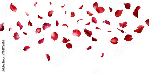 Watercolor red rose petals falling on white background.