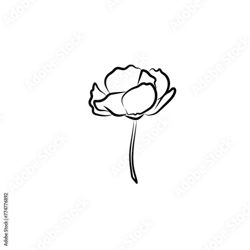 Fototapeta Fleur coquelicot