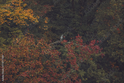 FIschreier in herbstlichen Farben photo