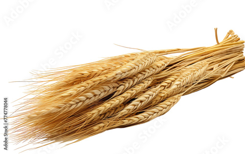 A cluster of golden wheat standing proudly against a clean white backdrop