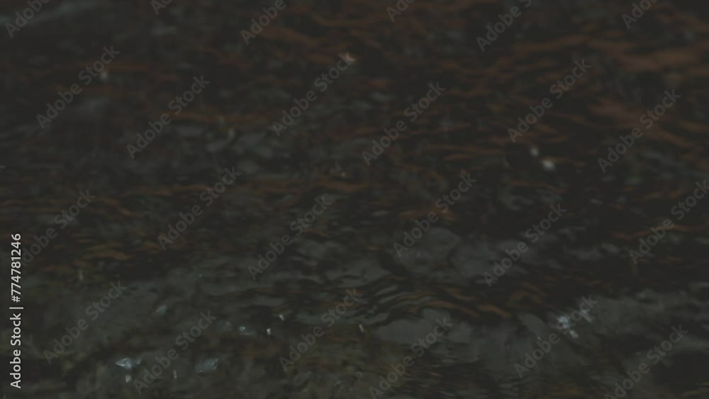 mesmerizing special beautiful colors koi fish in clear fresh water