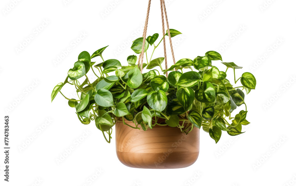 Fototapeta premium A potted plant sways gently, suspended from a rope against a neutral backdrop