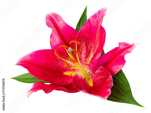 Wonderful red Lily isolated  including clipping path. PNG-Datei