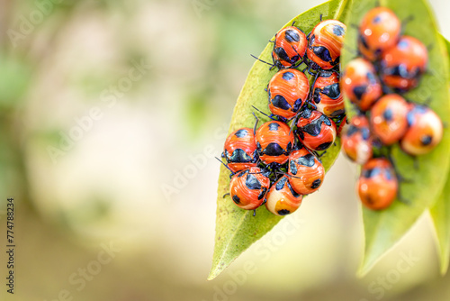 Close-up of a swarm of tea seed bugs. © Tanes