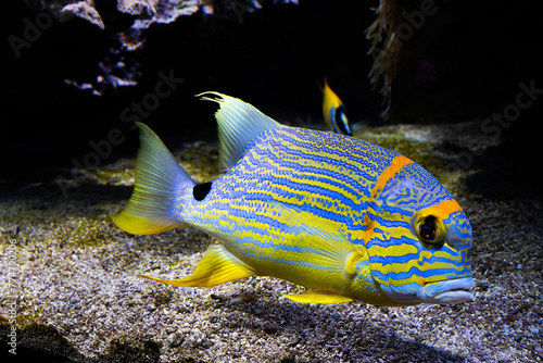 fish in aquarium, Symphorichthys spilurus