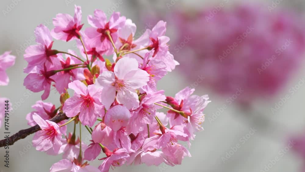 Blooming blossoms of sakura cherry tree in sunlight Blooming blossoms of sakura cherry tree in sunlight