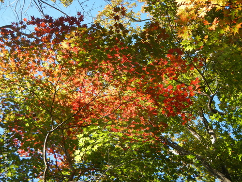 秋保 大倉山の紅葉