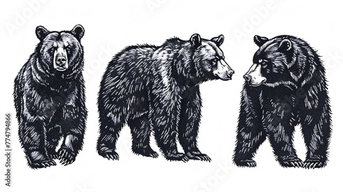 An antique etched set of black bear drawings on a dark background, featuring a North American grizzly and an Asian animal's outline. © ckybe