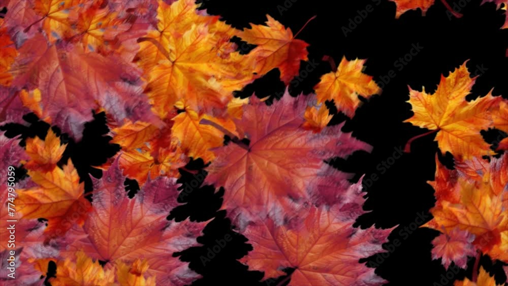 Realistic 3D render falling autumn Maple leaves. Element with alpha channel motion graphic background Realistic 3D render falling autumn Maple leaves. Element with alpha channel motion graphic background