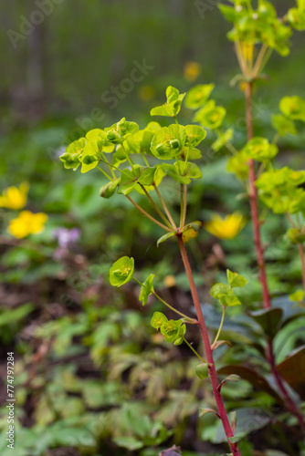 Close up of the yellow flowers of Cypress spurge Euphorbia cyparissias or leafy spurge Euphorbia esula photo