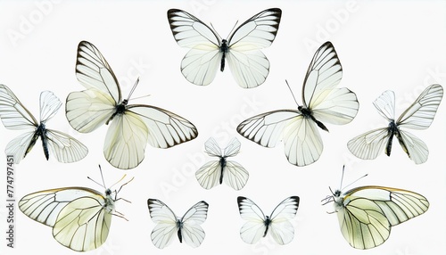 White butterflies background wallpaper 