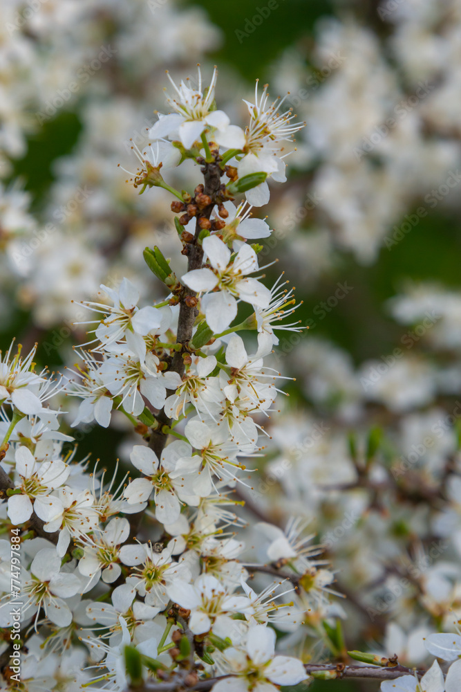 Prunus spinosa, Sloe white flowers in spring. Wild plant from the Rosaceae family witch produces edible berries in late autumn Prunus spinosa, Sloe white flowers in spring. Wild plant from the Rosaceae family witch produces edible berries in late autumn