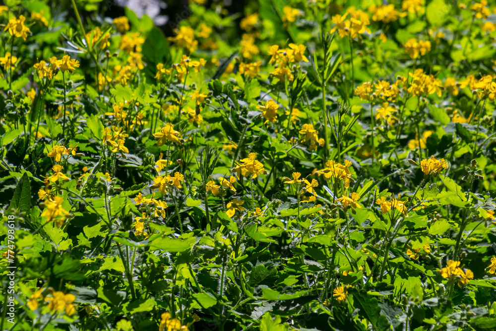 Macro photo of natural yellow flowers of celandine. Background blooming flowers plant celandine Macro photo of natural yellow flowers of celandine. Background blooming flowers plant celandine