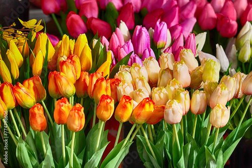 Bukiet tulipany pięknych kwiatów różnokolorowych na straganie we Wrocławiu na rynku
