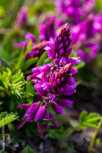 Polygala vulgaris  known as the common milkwort  is a herbaceous perennial plant of the family Polygalaceae. Polygala vulgaris subsp. oxyptera  Polygalaceae. Wild plant shot in summer