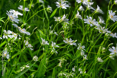 Stellaria holostea. delicate forest flowers of the chickweed  Stellaria holostea or Echte Sternmiere. floral background. white flowers on a natural green background. flowers in the spring forest