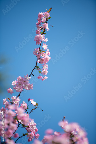 In the gentle breeze of spring, flowers bloom with radiant smiles.