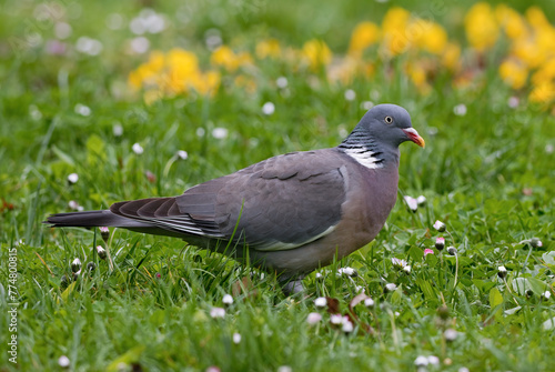 Common wood pigeon, Columba palumbus in the grass with flowers, close up