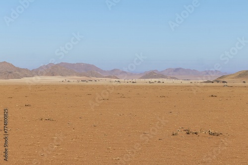 Panoramic picture of the red dunes of the Namib Desert in Namibia against a blue sky in the evening light