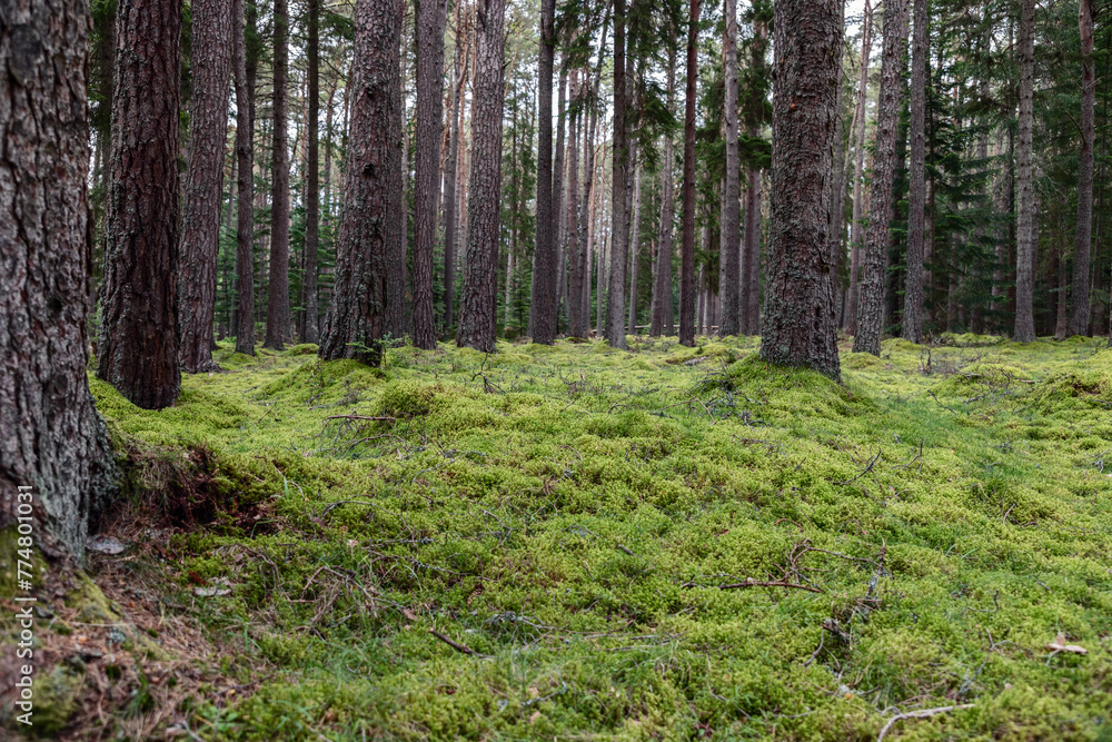 Obraz premium Ground level perspective of a lush, moss covered forest floor in Scotland. Surrounded by tall pine trees scene is testament to serene and vibrant life that thrives under the canopy of woodlands