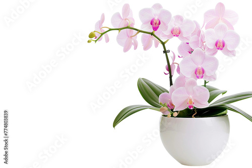 Orchid in Pot On Transparent Background.