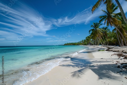 Palm Tree on Tropical Beach