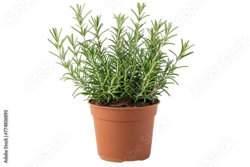 Rosemary Plant On Transparent Background.
