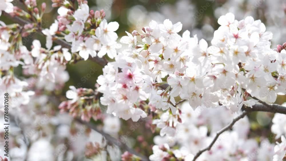 White cherry blossom in springtime White cherry blossom in springtime