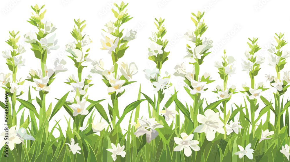Field of tuberose flowers flat vector isolated on white