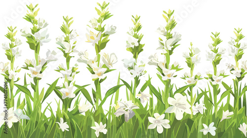 Fototapeta Naklejka Na Ścianę i Meble -  Field of tuberose flowers flat vector isolated on white