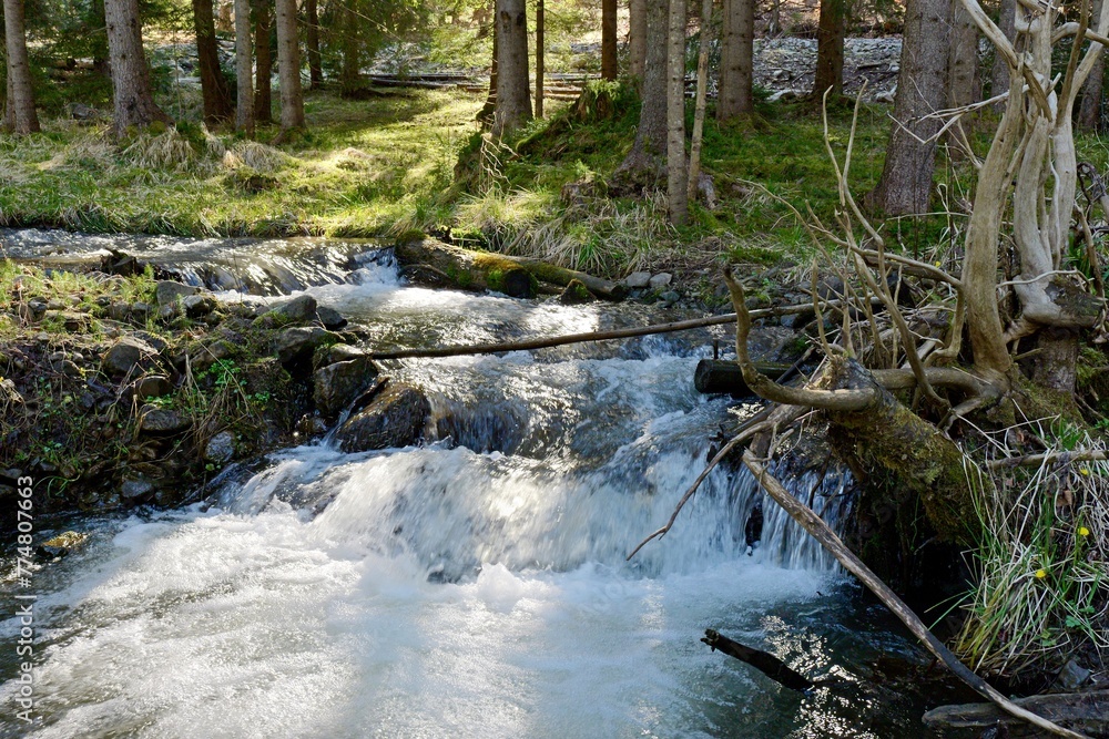 river in the forest river in the forest