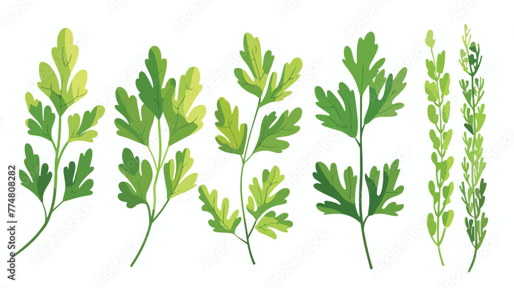 Fresh parsley leaf isolated. Cilantro leaves raw