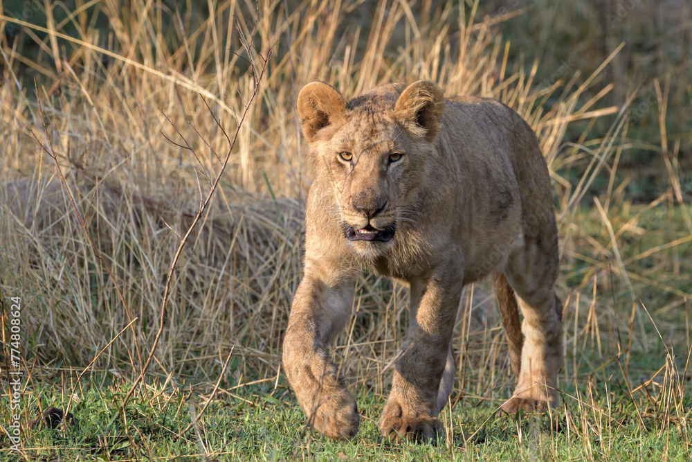 Naklejka premium Young African Lion (Panthera leo) cub walking on savanna, looking at camera, Serengeti national park, Tanzania.