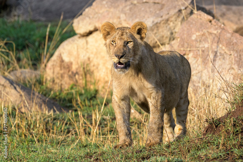 Fototapeta Naklejka Na Ścianę i Meble -  Young African Lion (Panthera leo) cub standing on savanna, looking at camera, Serengeti national park, Tanzania.