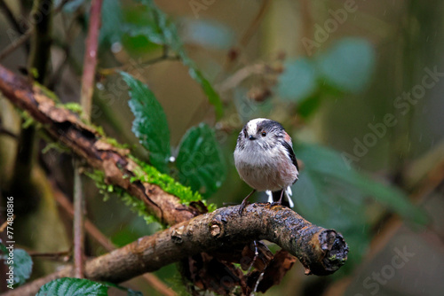 Long tailed tits perched in the rain