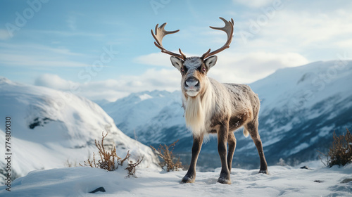 Reindeer standing in nature, close-up view