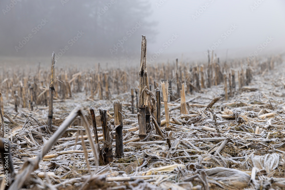 corn field with a poorly harvested crop is frozen corn field with a poorly harvested crop is frozen