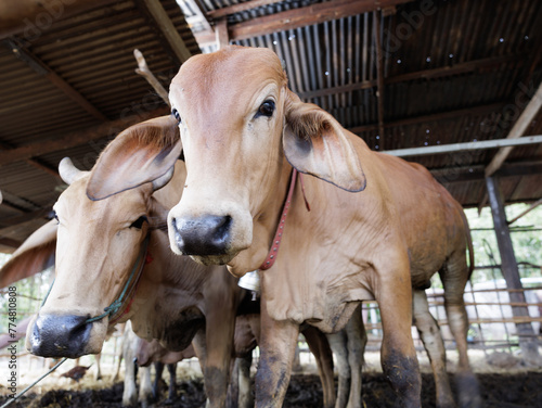 cow  in the barn © YSTUDIO