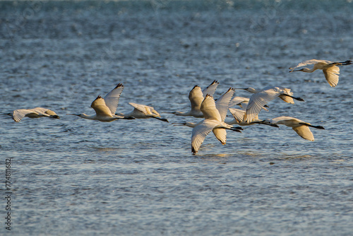 white spoonbill - birds of Tunisia