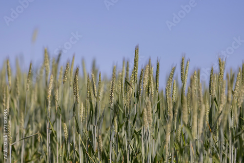 a field with green unripe cereals in summer