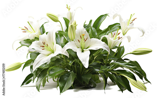 A stunning arrangement of delicate white lilies on a serene white background